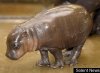 Hippo.jpg