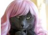 cat in a wig.jpeg