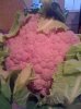 Pink Cauli.jpg