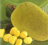 Jackfruit_helps_your_heart-_better.jpg