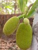 Young_Jackfruit.JPG