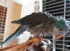 soggy parrot 001.jpg