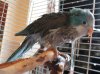 soggy parrot 002.jpg