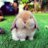 chubby bunny