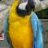 Miss Macaw